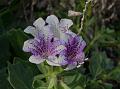 Purple Henbane